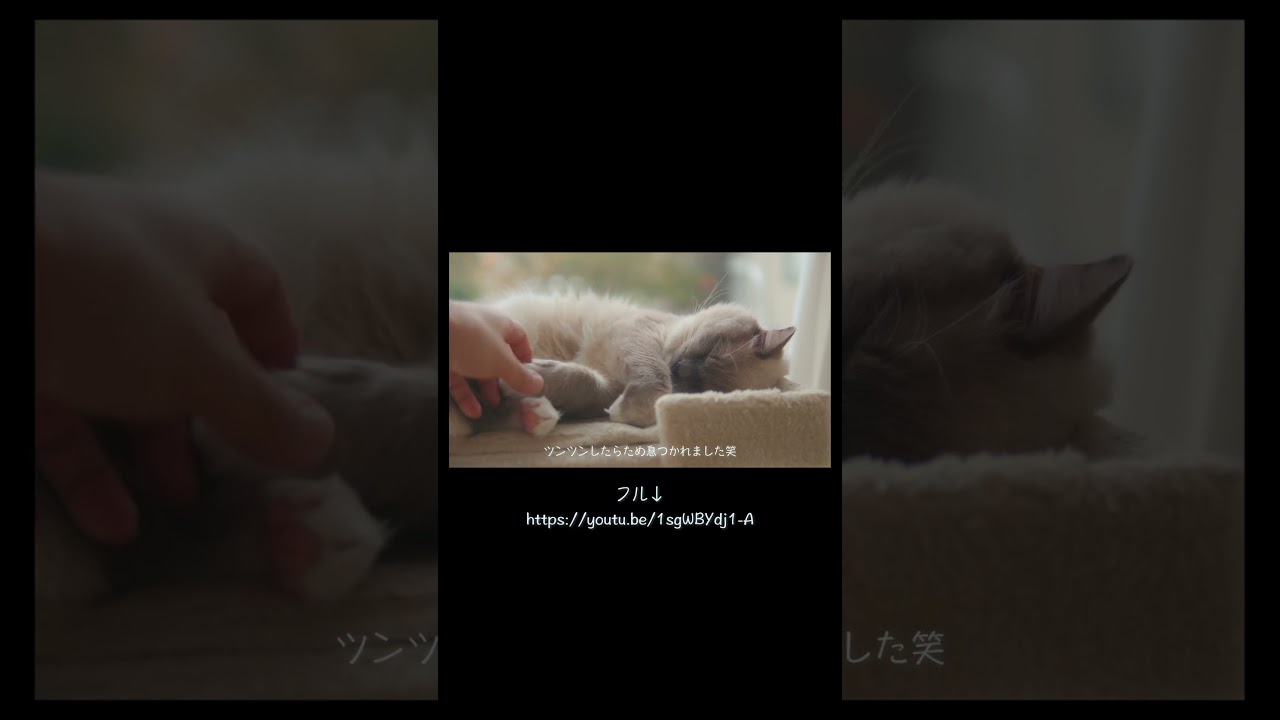 12/27 今日のダイジェスト マイペース猫とストーカー猫　#猫 #ラグドール #ragdollcat