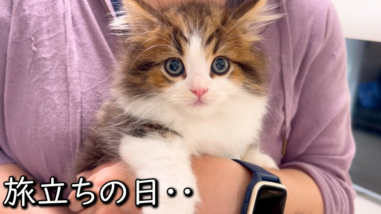 【マンチカンの子猫】子猫達との別れの日には思い出と感謝でいっぱいな件 ∼猫のいる生活Vol.860~ 出産動画 マンチカン短足・ミヌエット・ペルシャ猫専門ブリーダー『ペット蔵人』【子猫の成長記録】