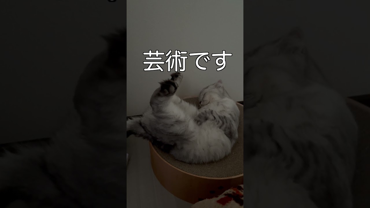 犬神家？な猫。 #shorts #スコティッシュフォールド #ソマリ  #ねこ #にゃんこ #スコ