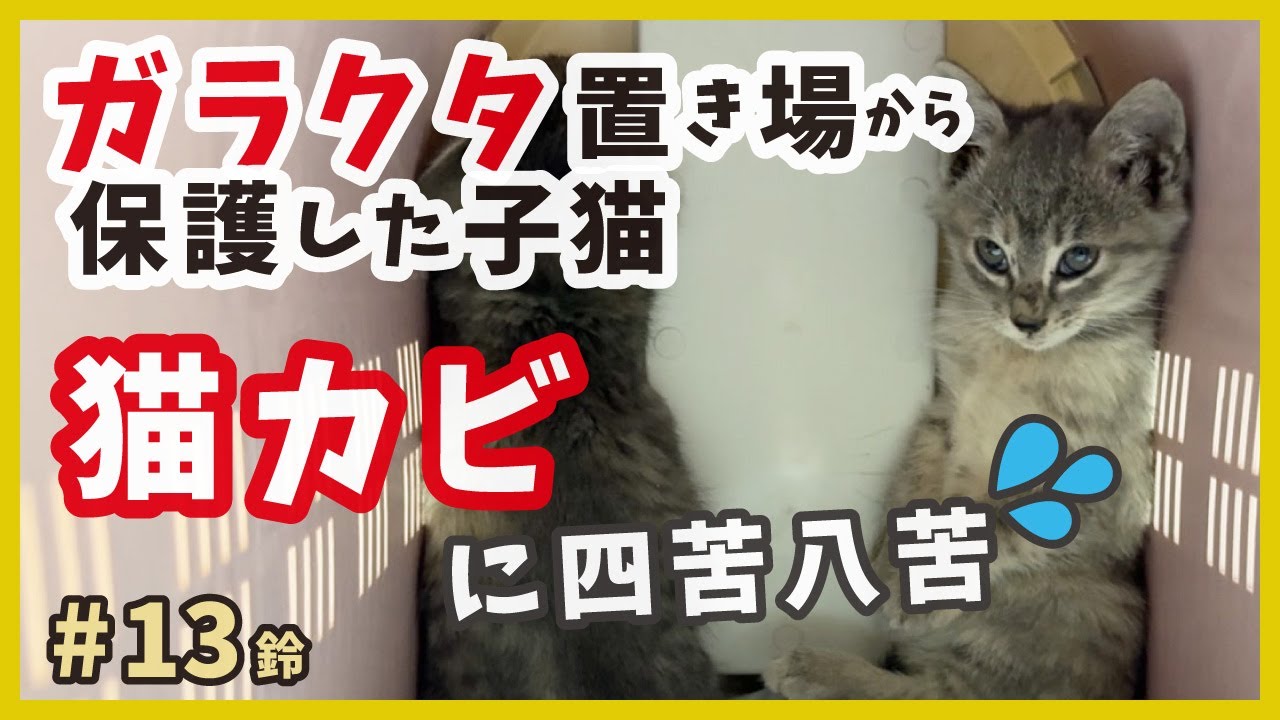 【子猫 保護 ガラクタ山】しつこい猫カビに注意‥ 【りんりん姉妹・鈴13】/ silver kitten