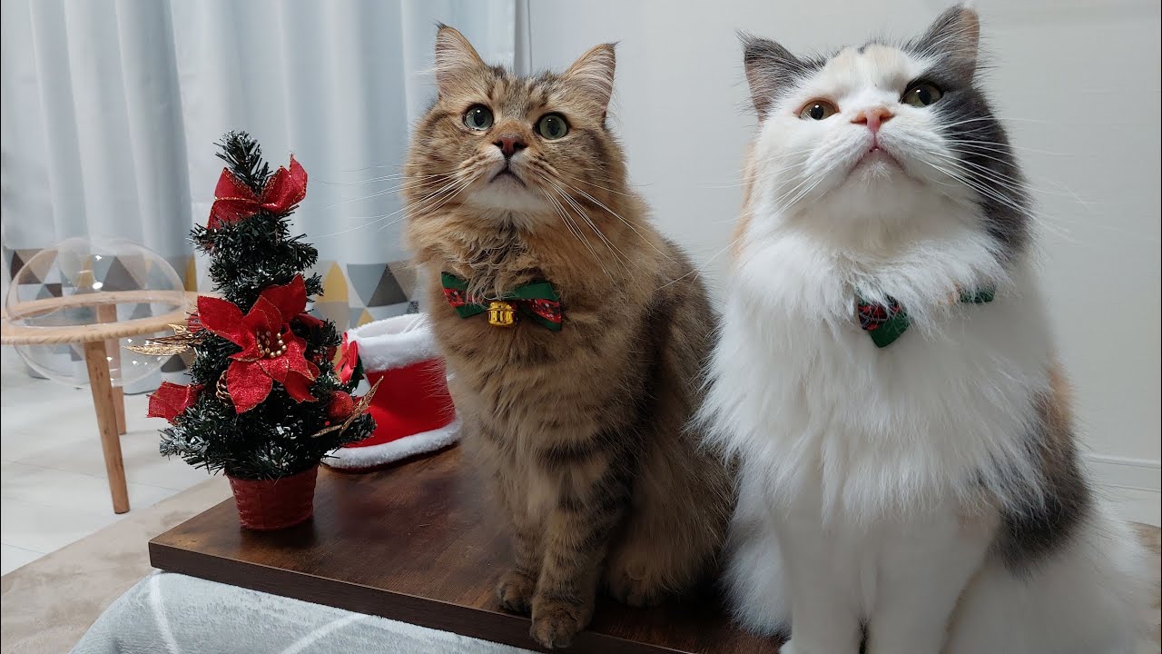 猫と楽しむクリスマスパーティー