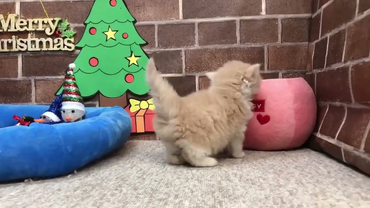 スコティッシュフォールド クリーム&ホワイトの男の子♪