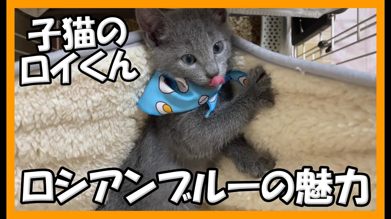 ロシアンブルーの魅力！子猫の時からずっと甘えん坊でしたｗｗｗ