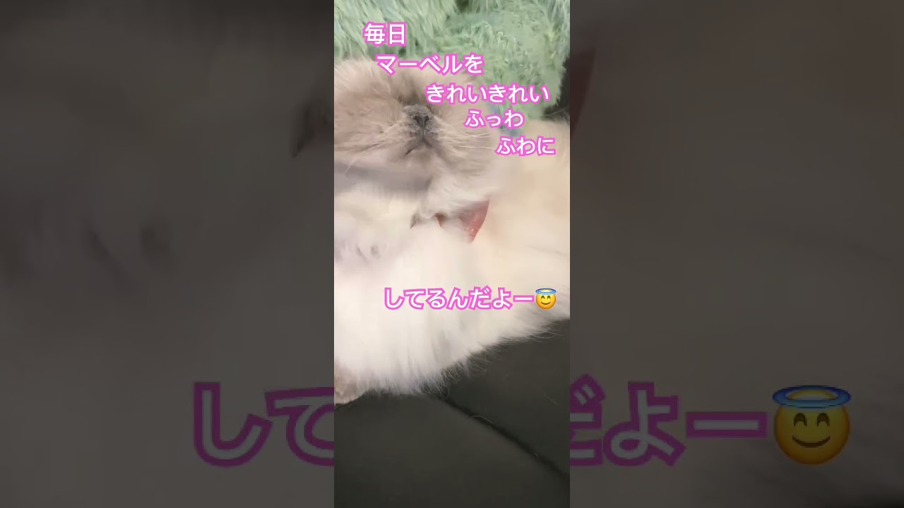 マーベルの日課🐈 #shorts #うちのにゃんこ #ヒマラヤン #cat #マーベル #かわいい