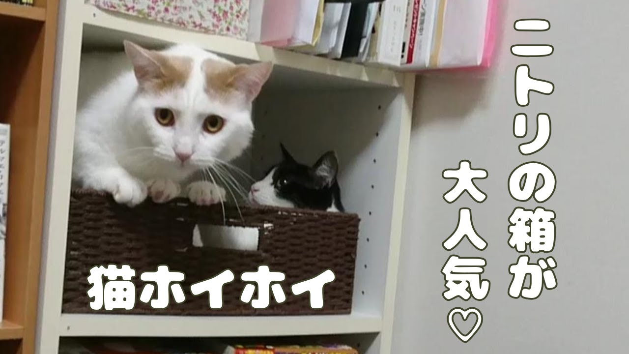 猫に大人気☆ニトリのかごはこちらです！【ラガマフィン】【マンチカン】【元野良猫】【ragamuffin】【munchkin】【mix】