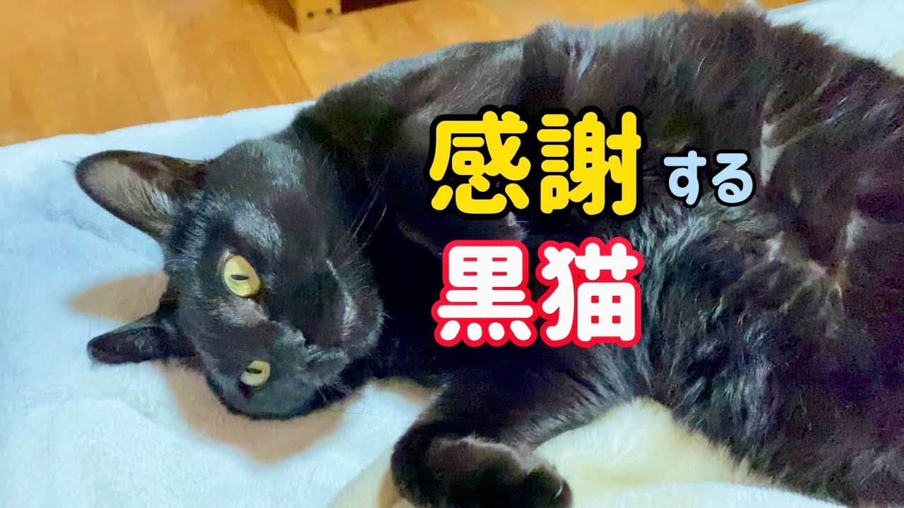感謝する黒猫【ありがとうにゃ】　№520　cat videos　猫動画　可愛い猫　漆黒　ぬこ　日本猫ねこ協会