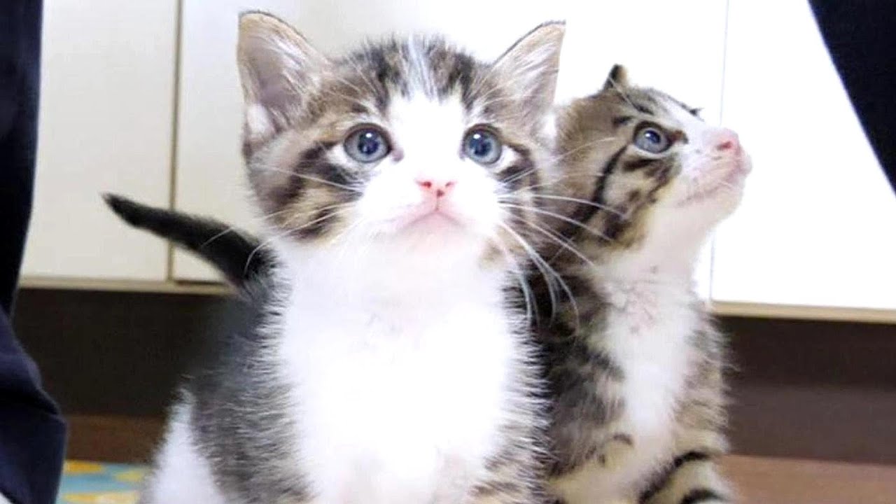 仲良しすぎて動きがシンクロしちゃう子猫達【赤ちゃん猫　保護猫】