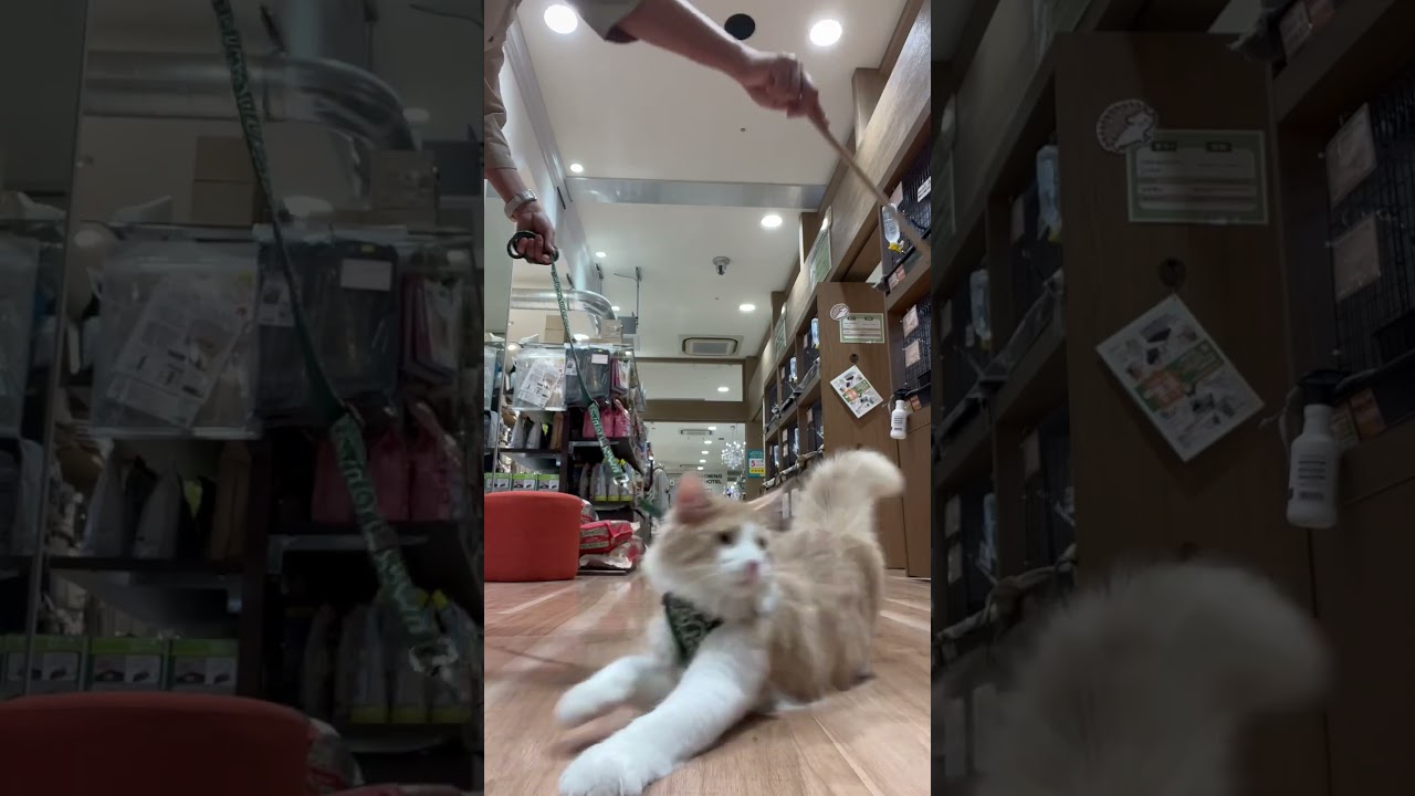 部屋んぽしてみました！ノルウェージャンフォレストキャット