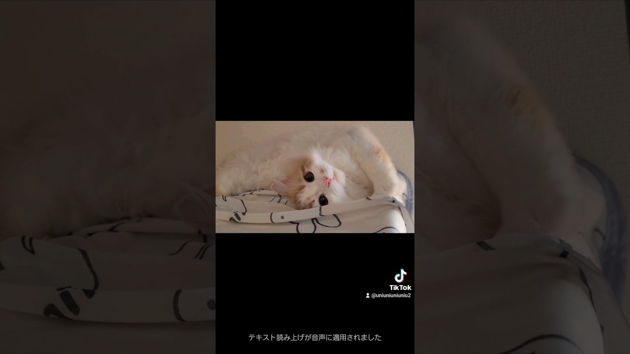 カメラ慣れした現代っ子猫 #ラガマフィン #猫動画 #cat #子猫 #shorts