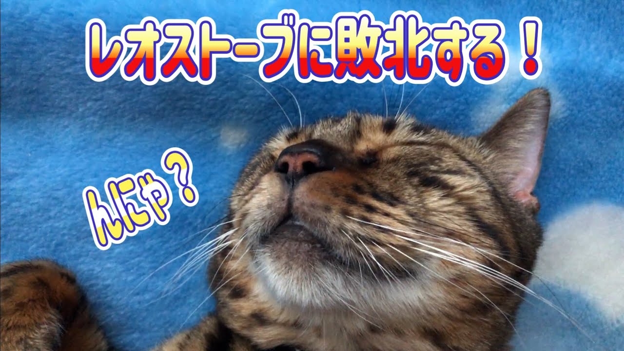 ［猫動画］レオストーブに敗北する！[レオと一緒]ベンガル猫