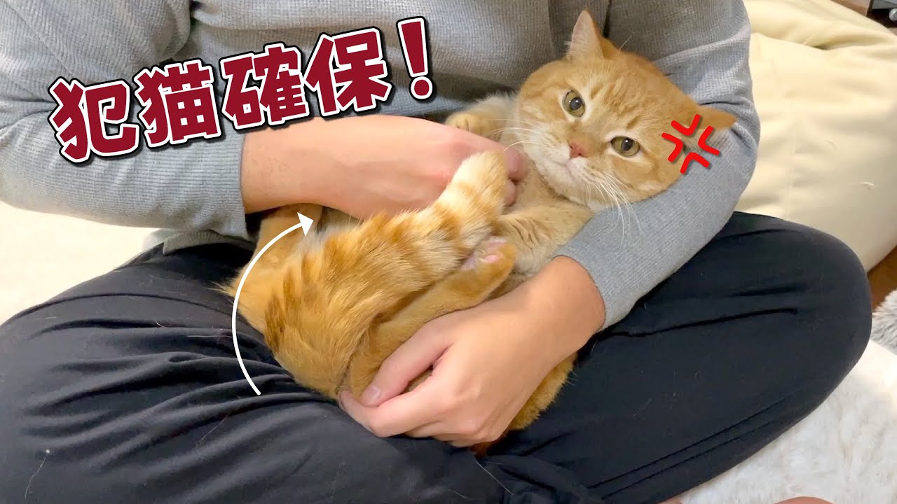 事件発生で捕まっちゃった愛猫が機嫌を損ねてしまいました…