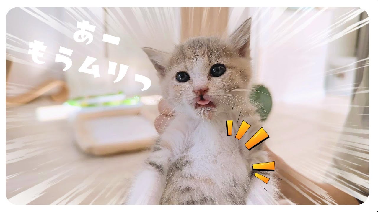 【子猫】足を本気で敵だと思って戦う子猫が勇敢すぎる【保護猫生活46日目】