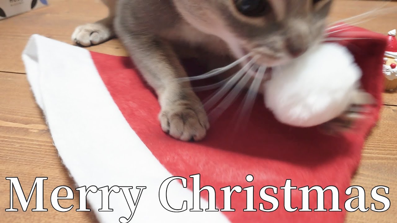アビシニアンとのクリスマスの過ごし方【猫動画】