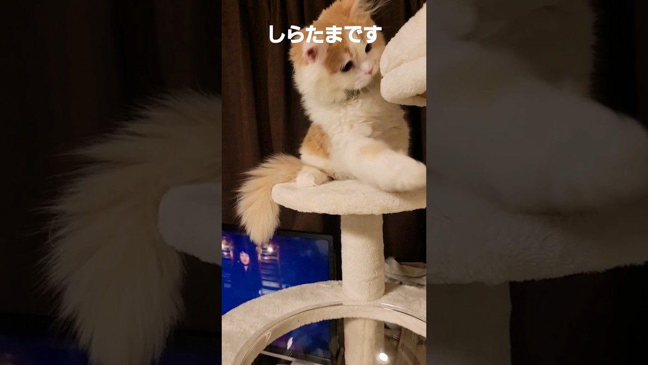 【子猫】落ちたら終わるねこ#ラガマフィン #猫動画 #cat #shorts