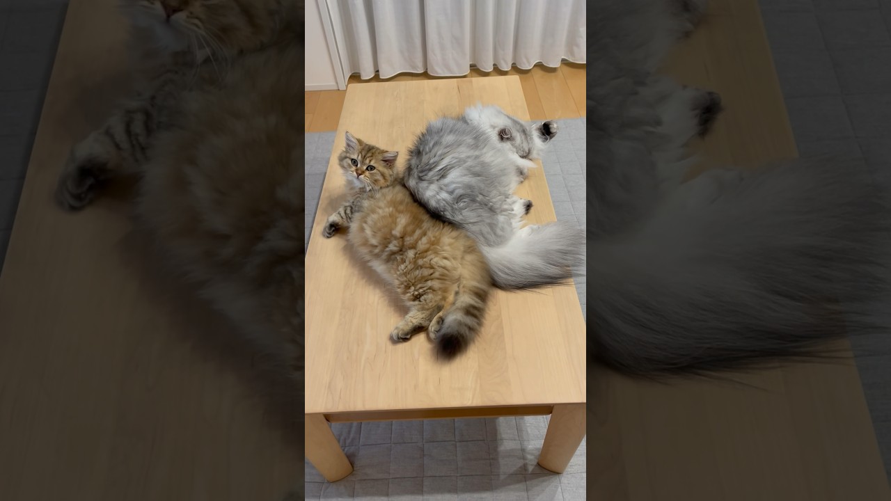 たまにシンクロする猫兄妹 【サイベリアン】 #Shorts