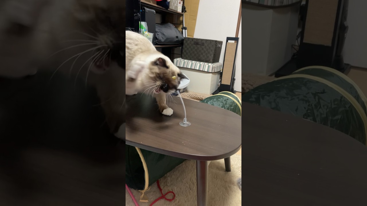 急に真顔になるラグドール子猫