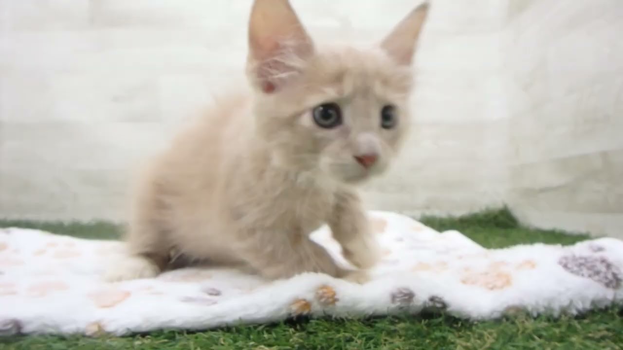 Coo&RIKU　No00651783 ターキッシュアンゴラ