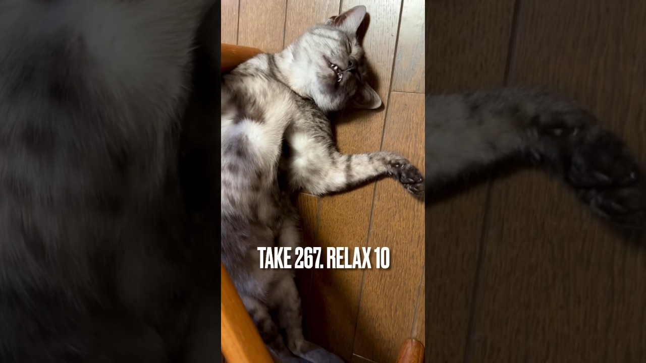 #忘年会 で飲み過ぎて#終電 で#爆睡 にゃ😹#relax #ねこ部 #ねこのいる生活 #エジプシャンマウ #眠り猫 #sleepingcat #shorts