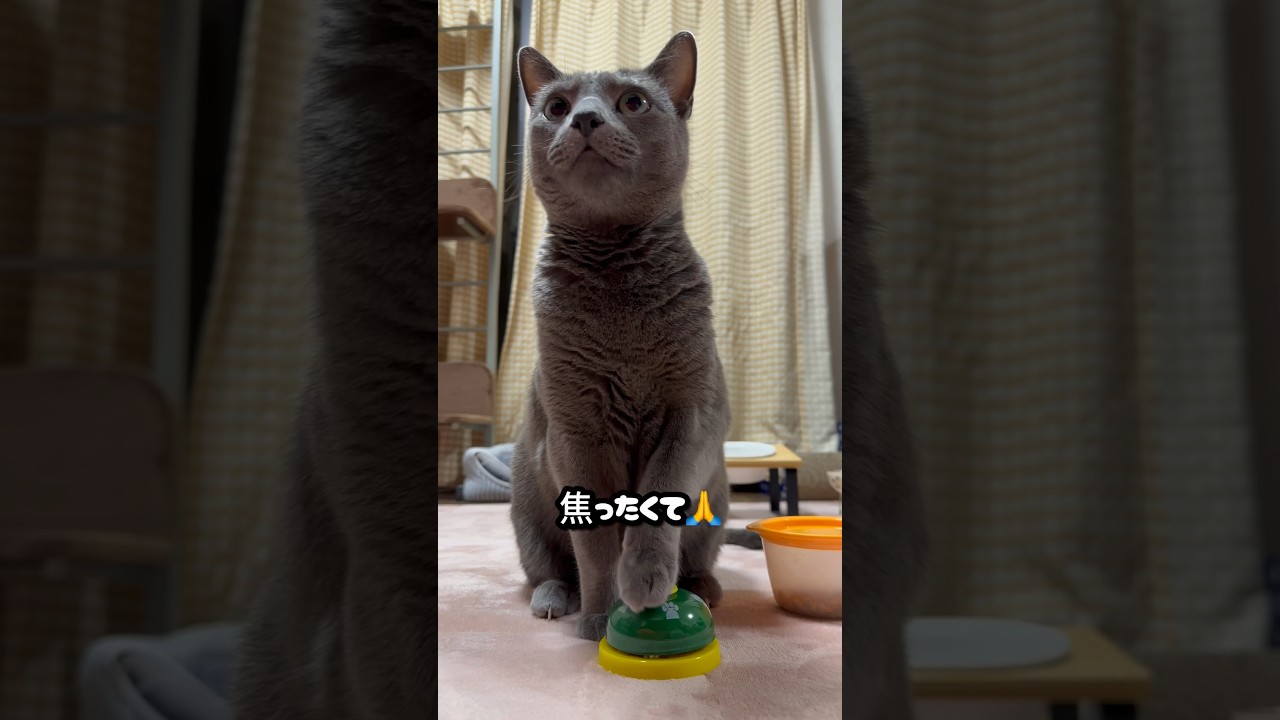 【ロシアンブルー】めろん今日の呼び鈴🛎️じれったいですよ〜🫢【猫】#shorts