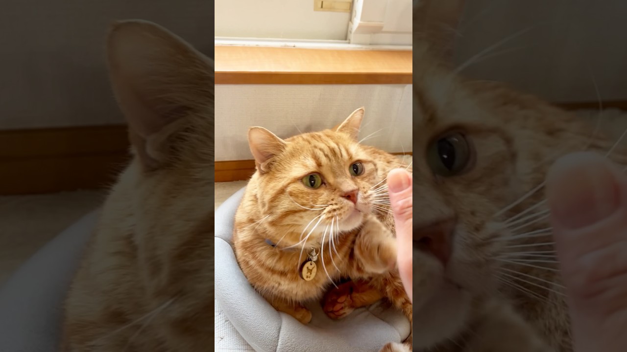 猫におはようのあいさつするのが楽しくてたまりません #猫 #マンチカン #shorts