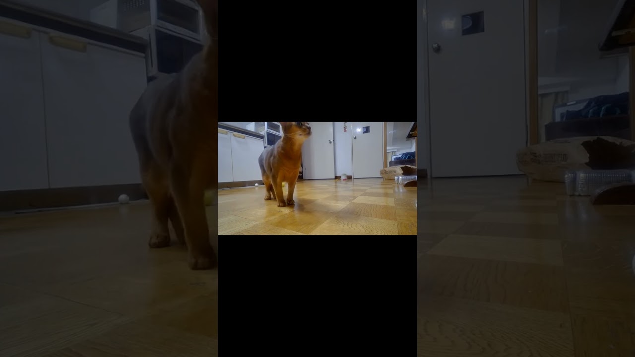 ネコ動画あび#1134　#shorts　あびの毎日　アビシニアン　あびブログ
