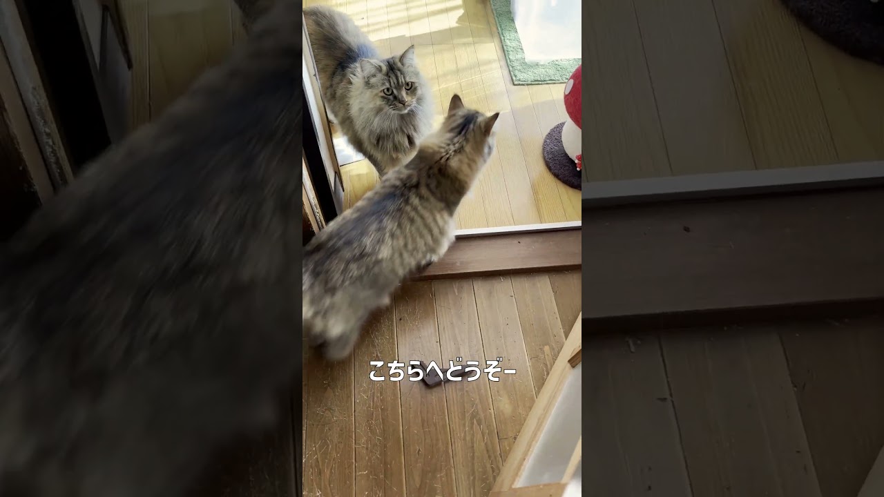 かしこい猫の見分け方  #shorts #サイベリアン #ねこ