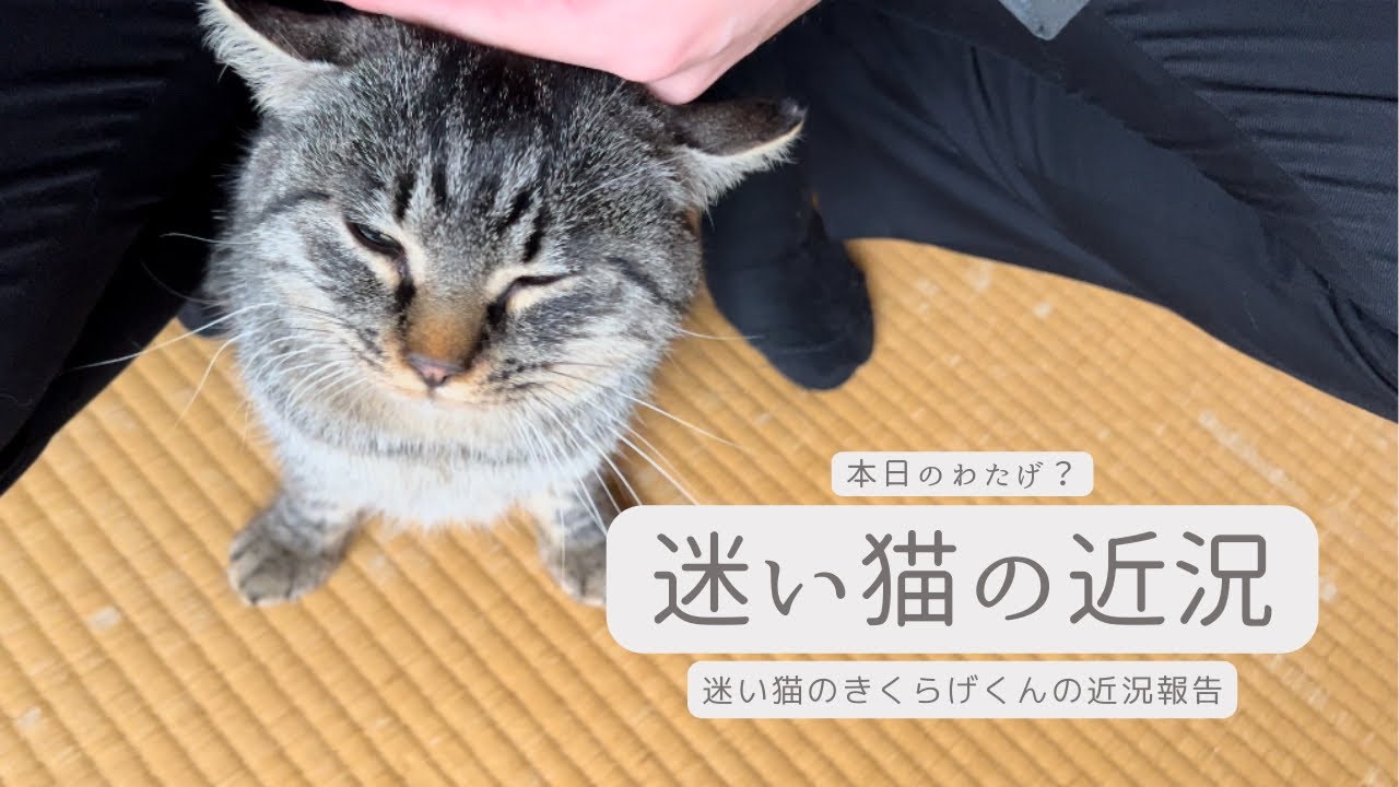 【ラグドールのわたげ】迷い猫のきくらげくんの近況報告