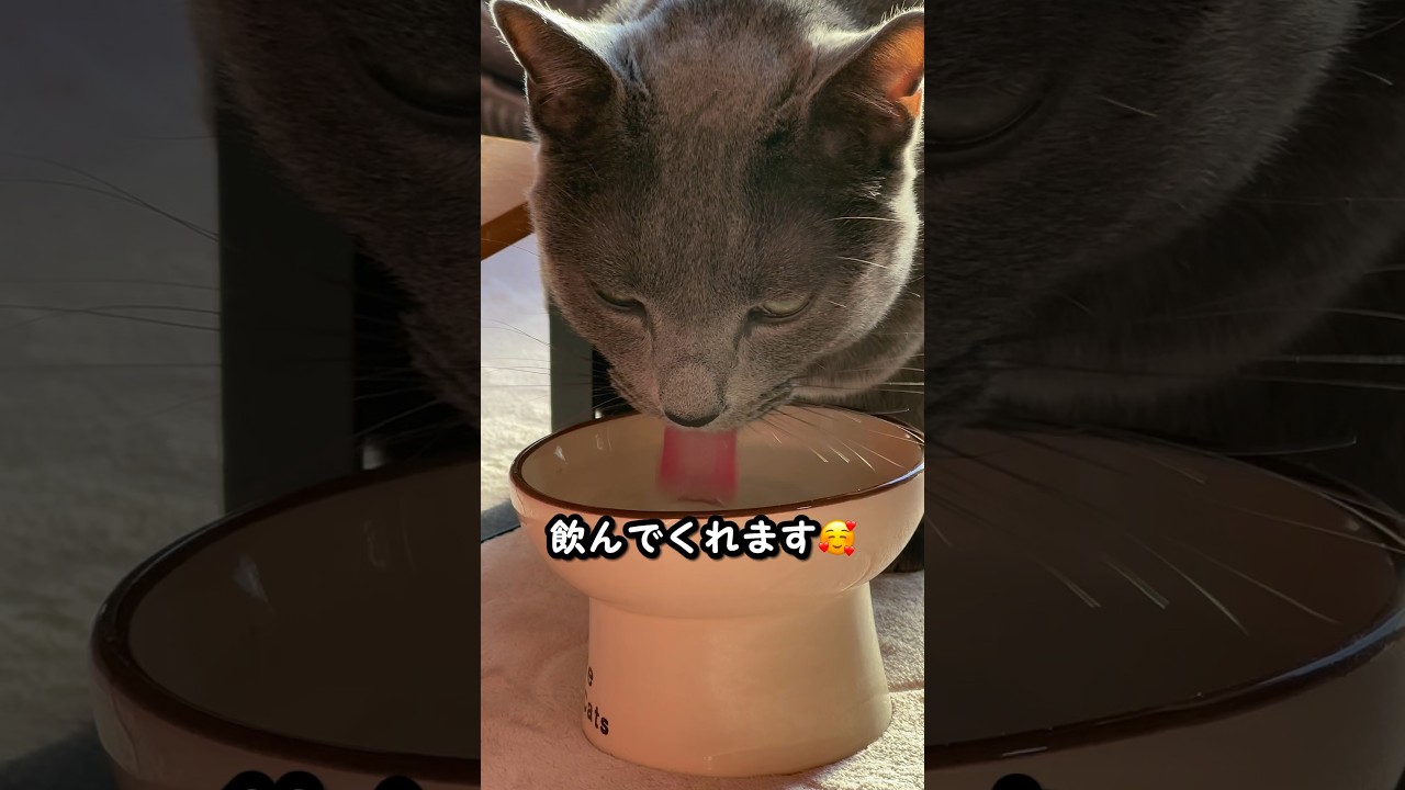 【ロシアンブルー】めろん、食いしん坊ですが...お水もしっかり飲んでくれますよ🥰【猫】#shorts