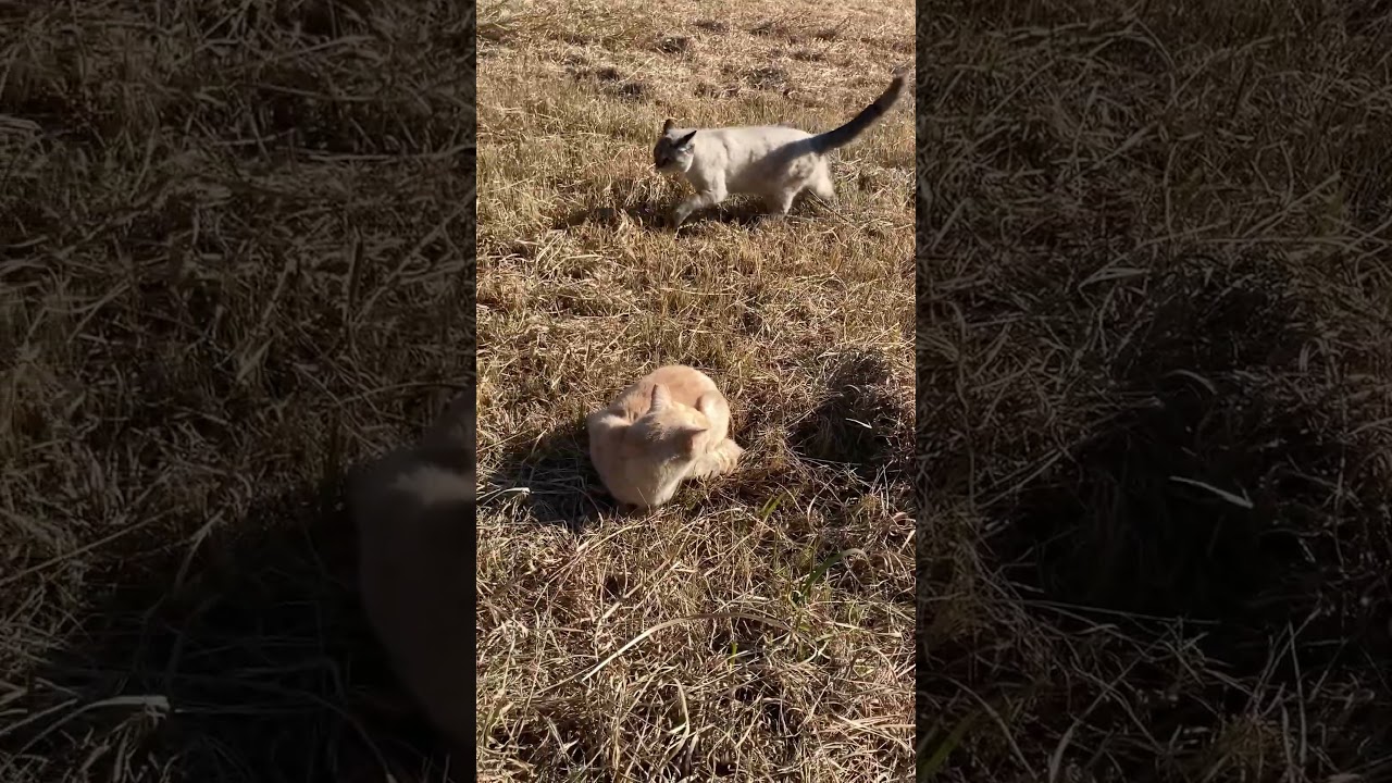 気づくとこっちにきてくれるシャム猫 #cat