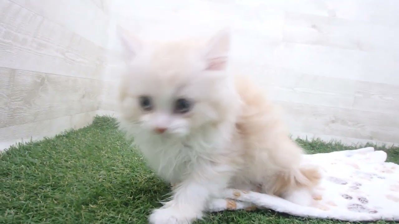 Coo&RIKU　No00659769 スコティッシュフォールド