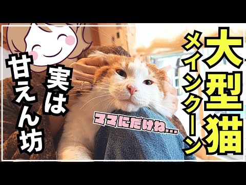 ママの耳マッサージが好き過ぎる大型猫メインクーン│猫にもサンタが来て大喜び！