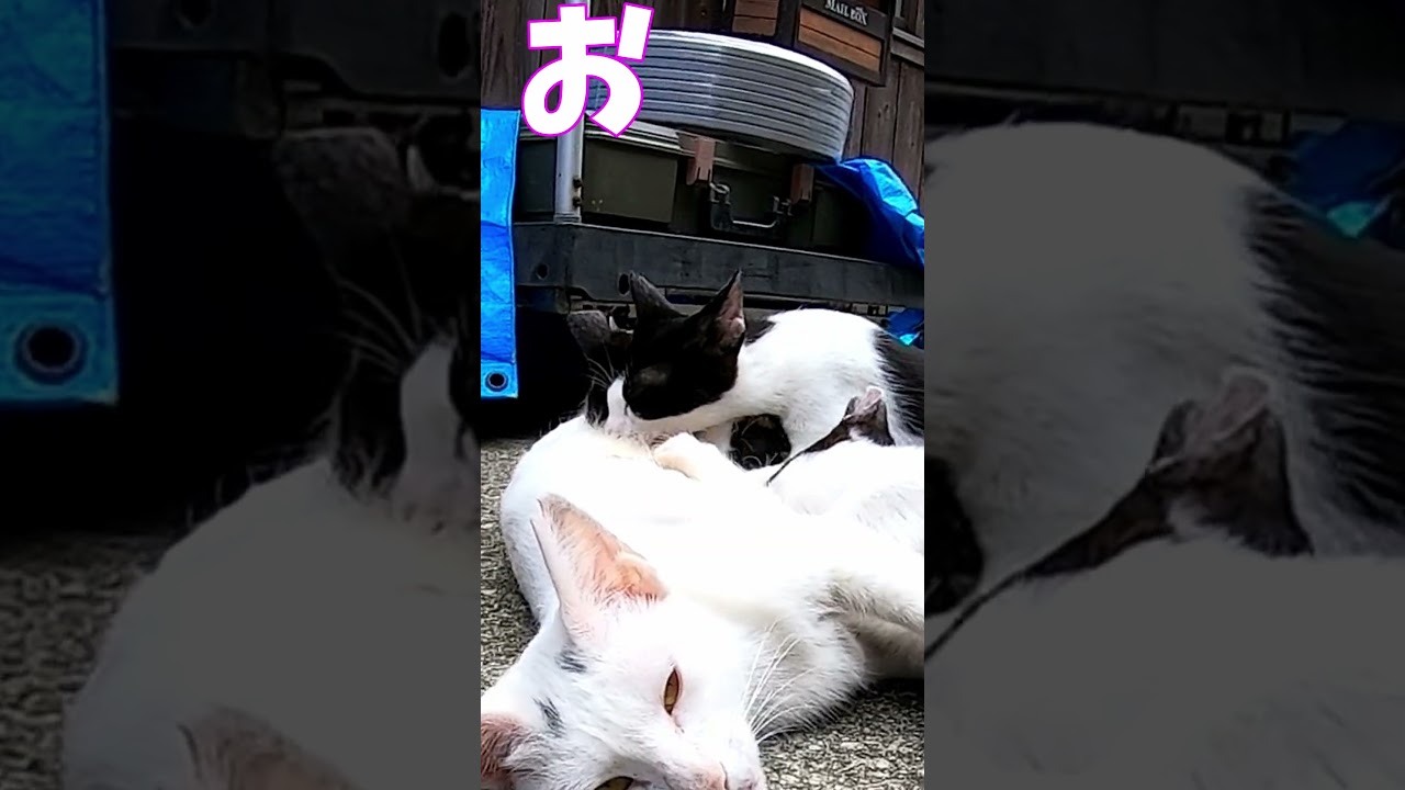 猫」「CAT & PEACE」 #cat #ソマリ #feralcat #ねこ動画 #straycat #保護猫 #野良猫ちゃん #wildcat #cat #猫動画 #猫好きさんと繋がりたい