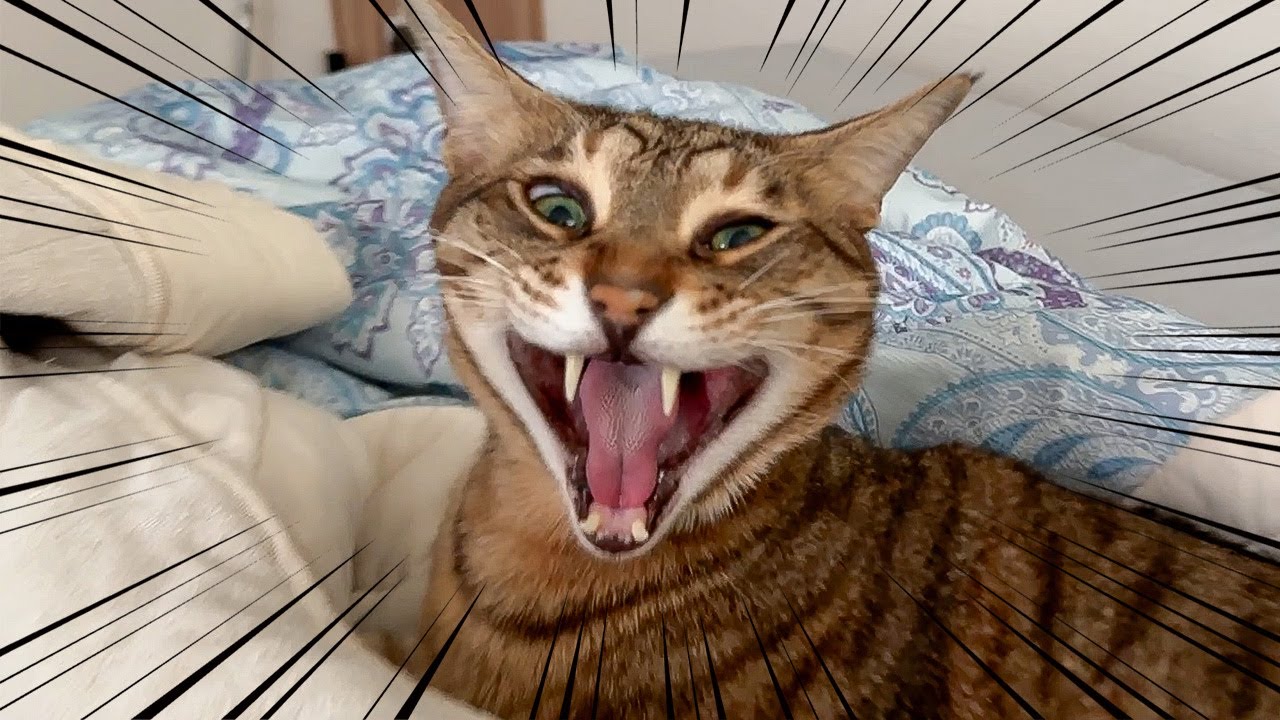 猫達の大事な爪研ぎとかを全部廃棄してみました