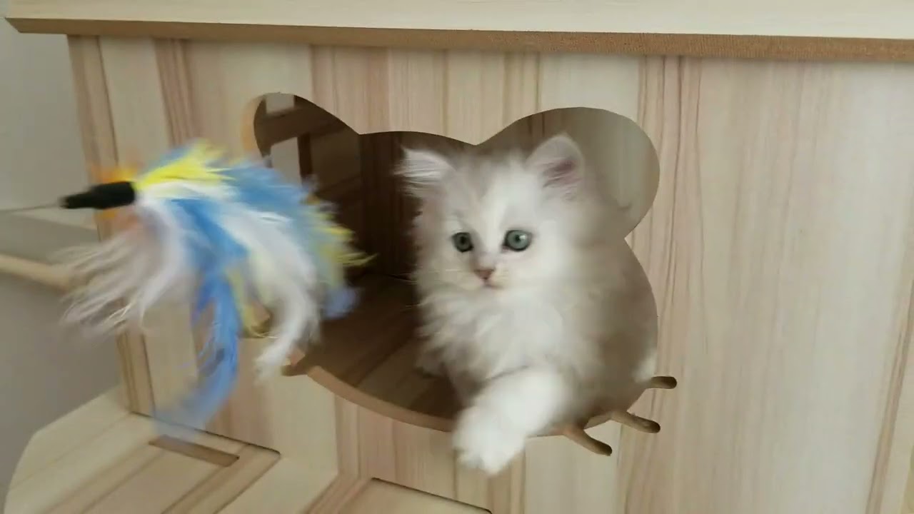 ペルシャ（チンチラ） イケメン君 冒険大好き