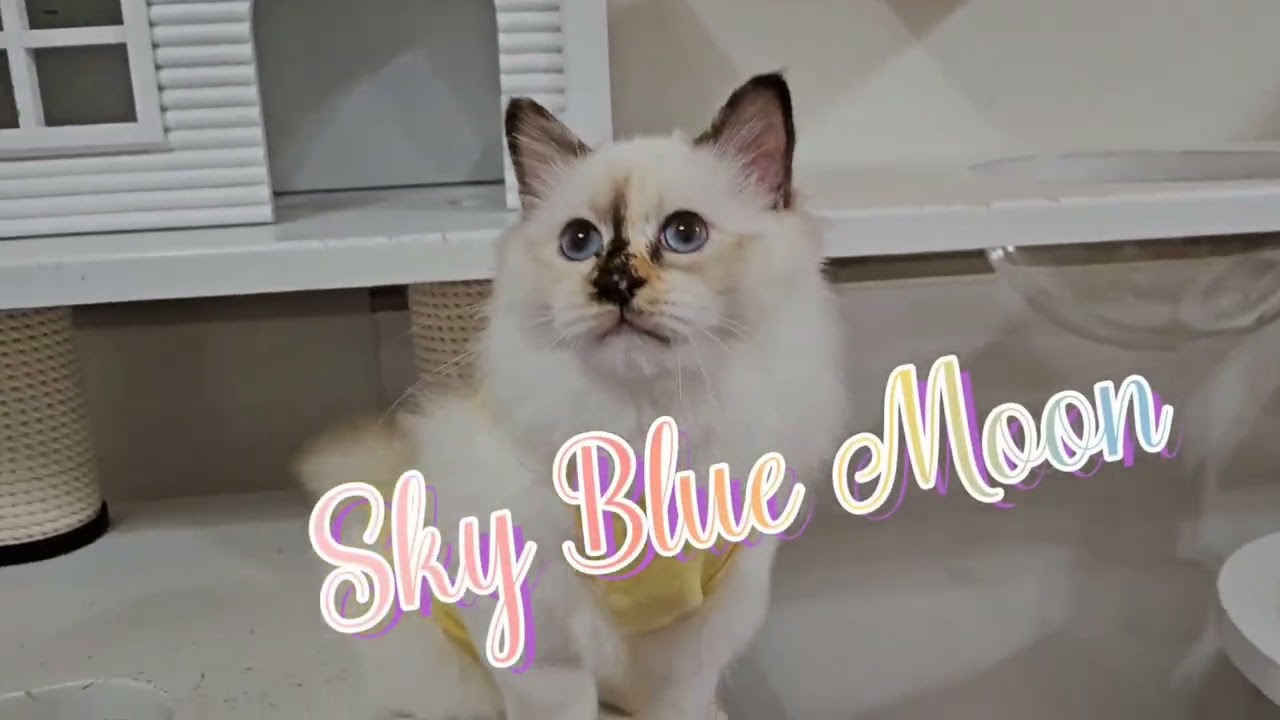 わらわら寄ってくるバーマン子猫にゃん