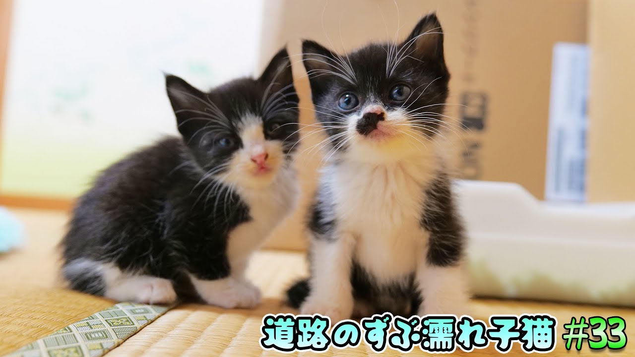 子猫達の譲渡について改めて妻と話し合ったら意見が分かれ、プチバトルに発展しました‥😱【道路のずぶ濡れ子猫 #33】