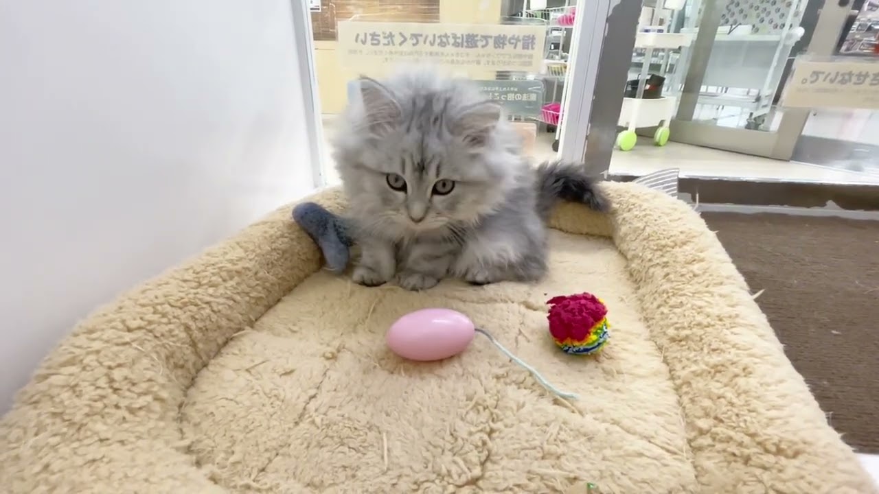 2023.12.26 おもちゃが選べにゃい！ラガマフィンちゃん