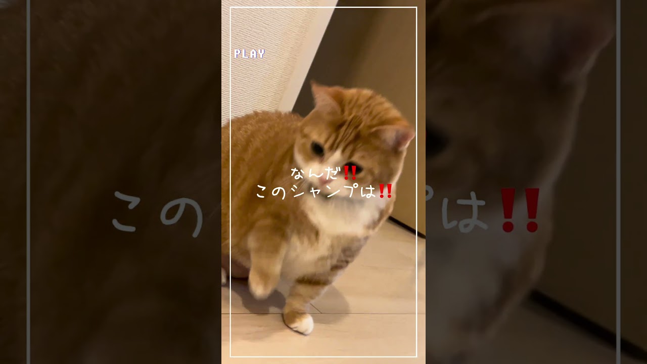 猫の謎ジャンプ #短足マンチカン #shorts
