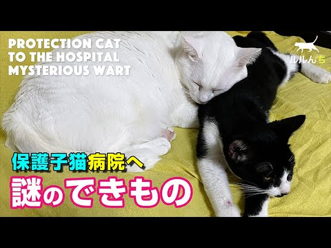 【保護16日目】子猫にイボが！違うよね…泣、急遽病院へ結果は…？【English subs】