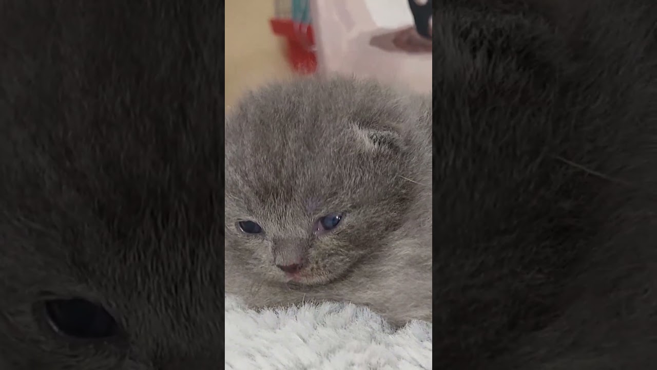 THERE IS MILK! #kittens #pets