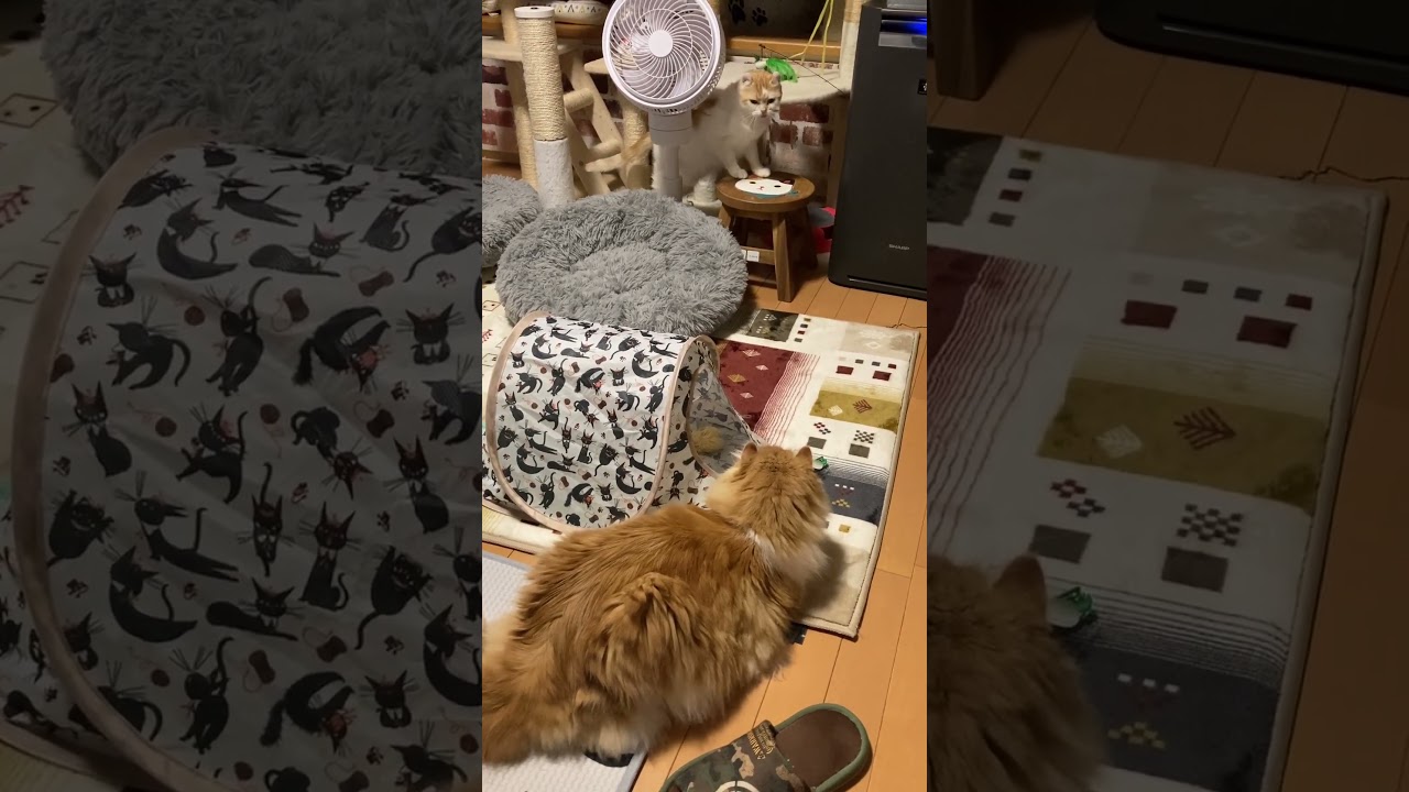 見つからない様にゆっくり動く猫 #shorts  #猫 #アメリカンカール #cat