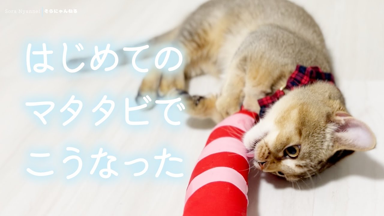 マタタビはじめました【マンチカン】そらの成長記録