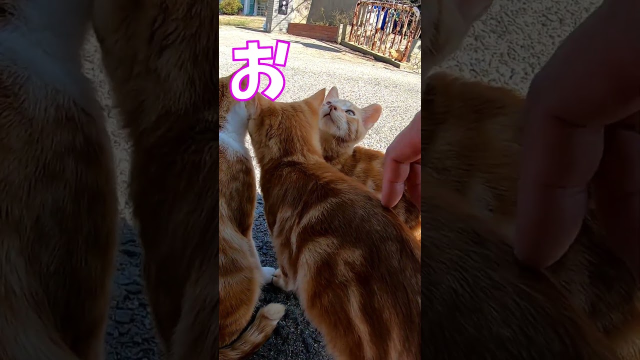 猫」「CAT & PEACE」 #cat #ソマリ #feralcat #ねこ動画 #straycat #保護猫 #野良猫ちゃん #wildcat #cat #猫動画 #猫好きさんと繋がりたい