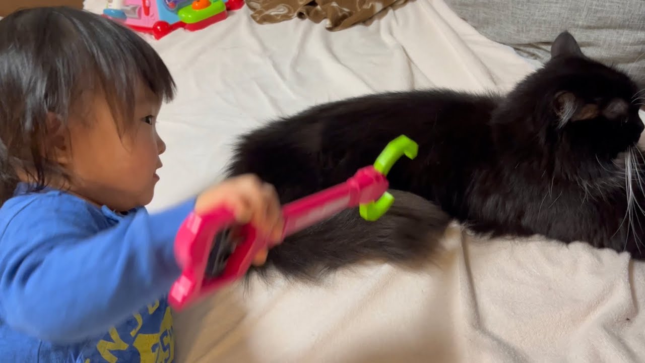二歳児からかわいいイタズラをされる猫　ラガマフィン　Cat being pranked by children