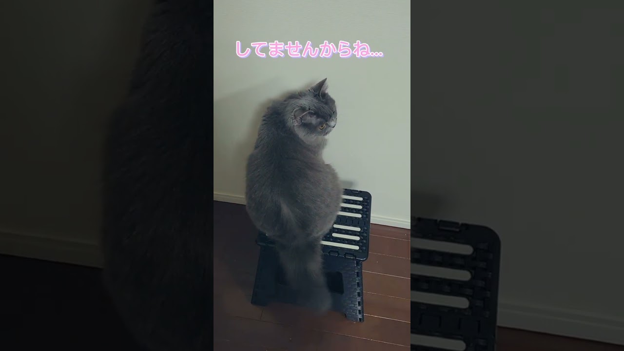 洗い物をしていると覗いてくる猫【サイベリアン・キキのKIKICHANNEL】#shorts #サイベリアン #猫
