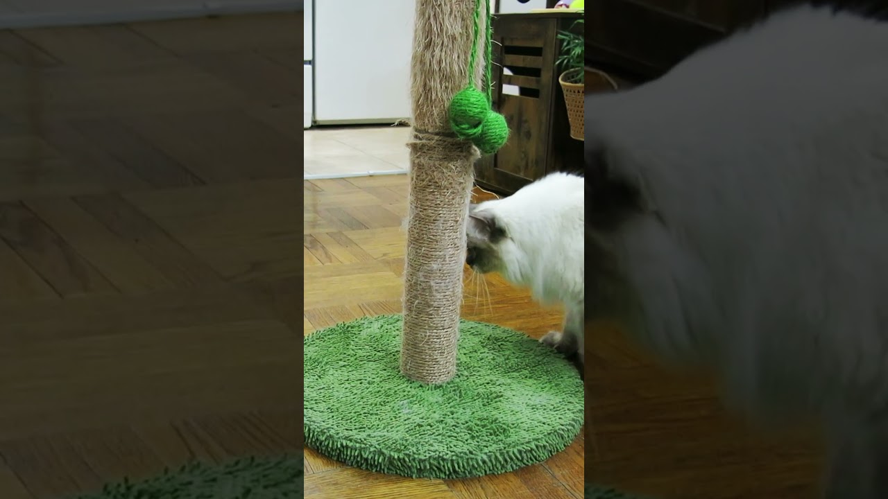 Crazy Fast Transformation From Playful Pounce to Cozy Catnap🌀💤