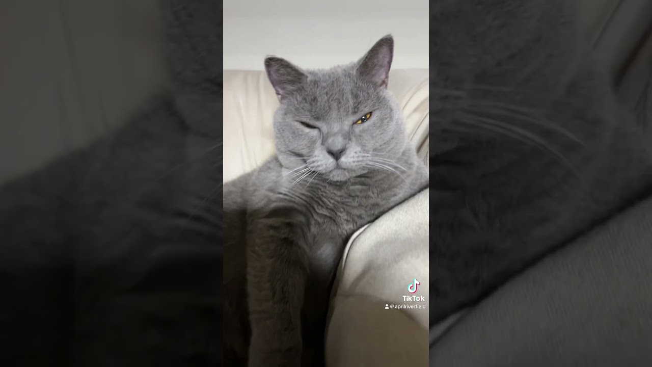 くつろぎすぎる猫        #kawaii #猫 #シャルトリュー #cat #japan #pets #ねこ #chartreux #にゃんこ #かわいい #もふもふ