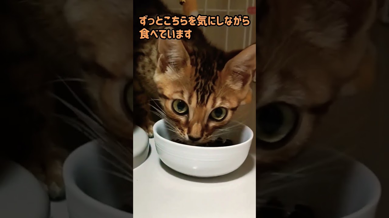 ベンガル子猫　お迎え初日の初めてのごはん　#shorts