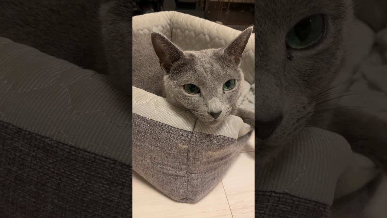 おててはみ出ちゃってる猫 #ロシアンブルー #いやしねこ