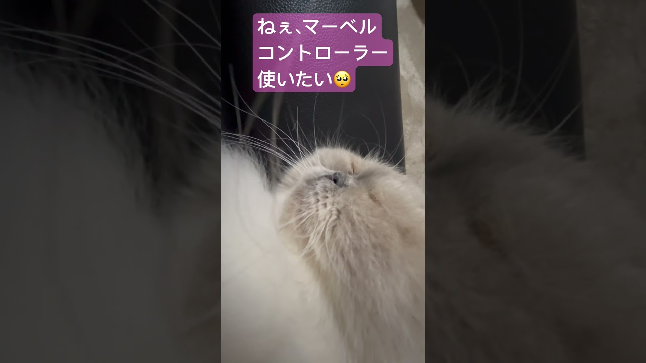 マーベルにコントローラー取られた🥺 #うちのにゃんこ #ヒマラヤン #cat  #マーベル  #shorts